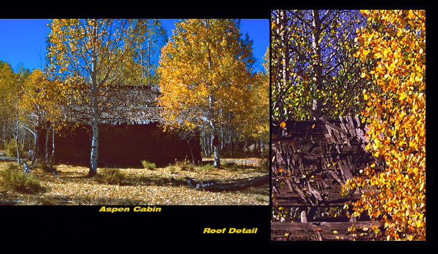 aspen trees ablaze in the fall near Aspen Butte Ski Area and Upper Klamath Lake,Oregon
