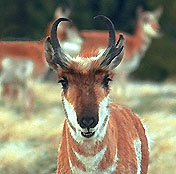 Speedy desert pronghorn looks shaggy in it late winter coat at Malheur National Wildlife Refuge near Burns, Oregon
