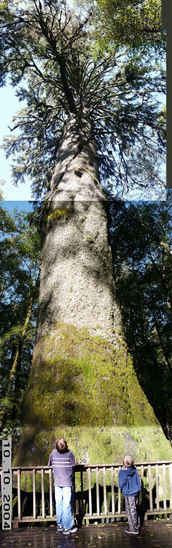 Kloochy Creek Park, which
is a Weyerhauser park for the public to showcase this monster tree