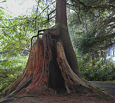 Ancient Spruce stump supports large new tree with its roots high in the air in this Oregon Coastal Rainforest environment