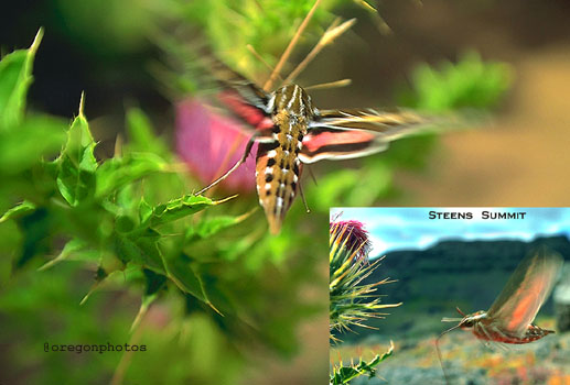 Truly bizarre hummingbird moth on Oregon's Steens Mountain in the High Desert