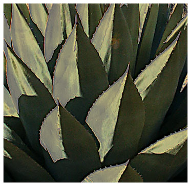 Gomez Peak agave in the mid-winter sun in New Mexico near Hearst Church Pinos Altos