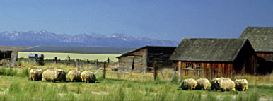 rich irrigated bottomlands near Baker City support fine hay and shaggy sheep